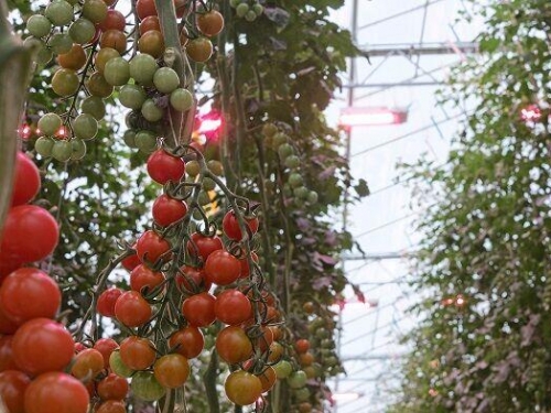 commercial vertical growing systems