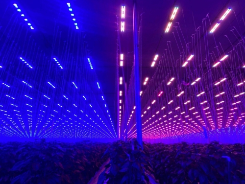 grow lights for mini greenhouse