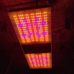 924W top lighting led grow light