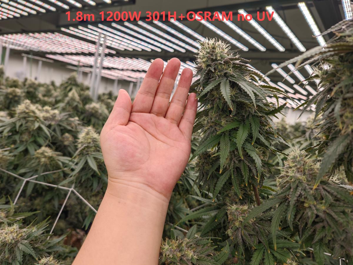 1.8M 1200W 301H+OSRAM no UV 2