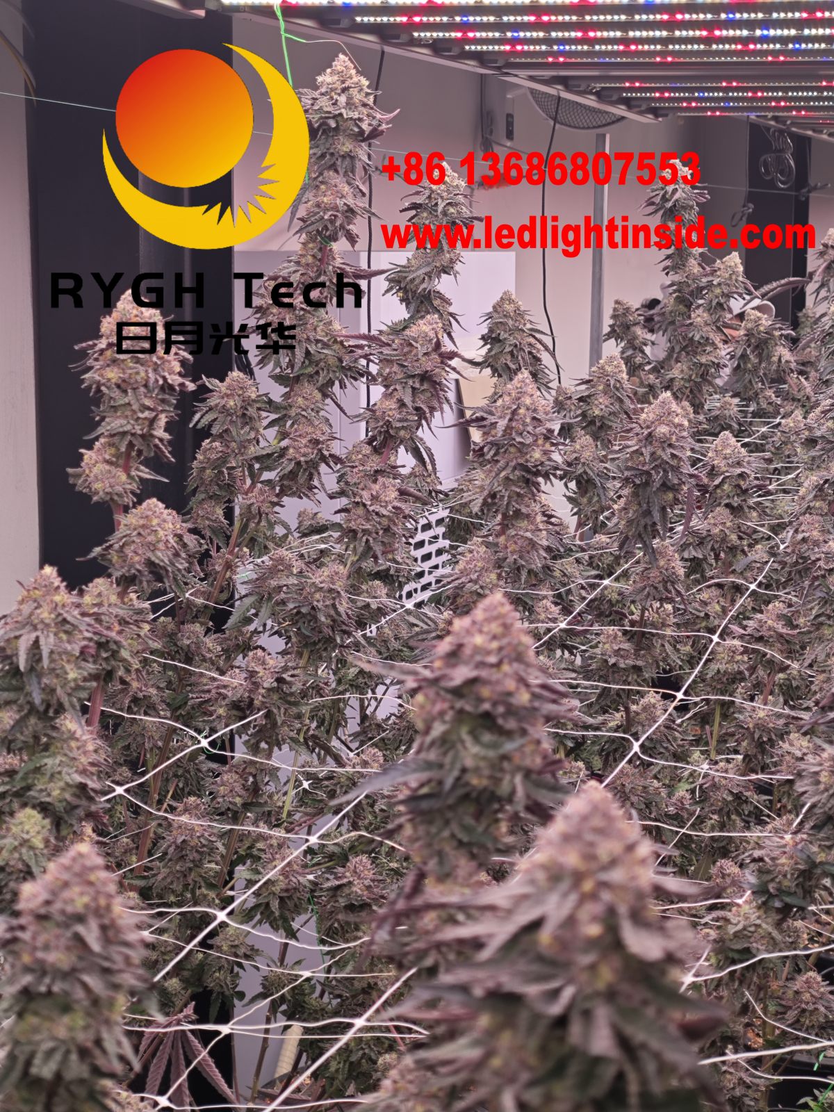 1.8m 10 bars 1100W UV IR LED Grow light