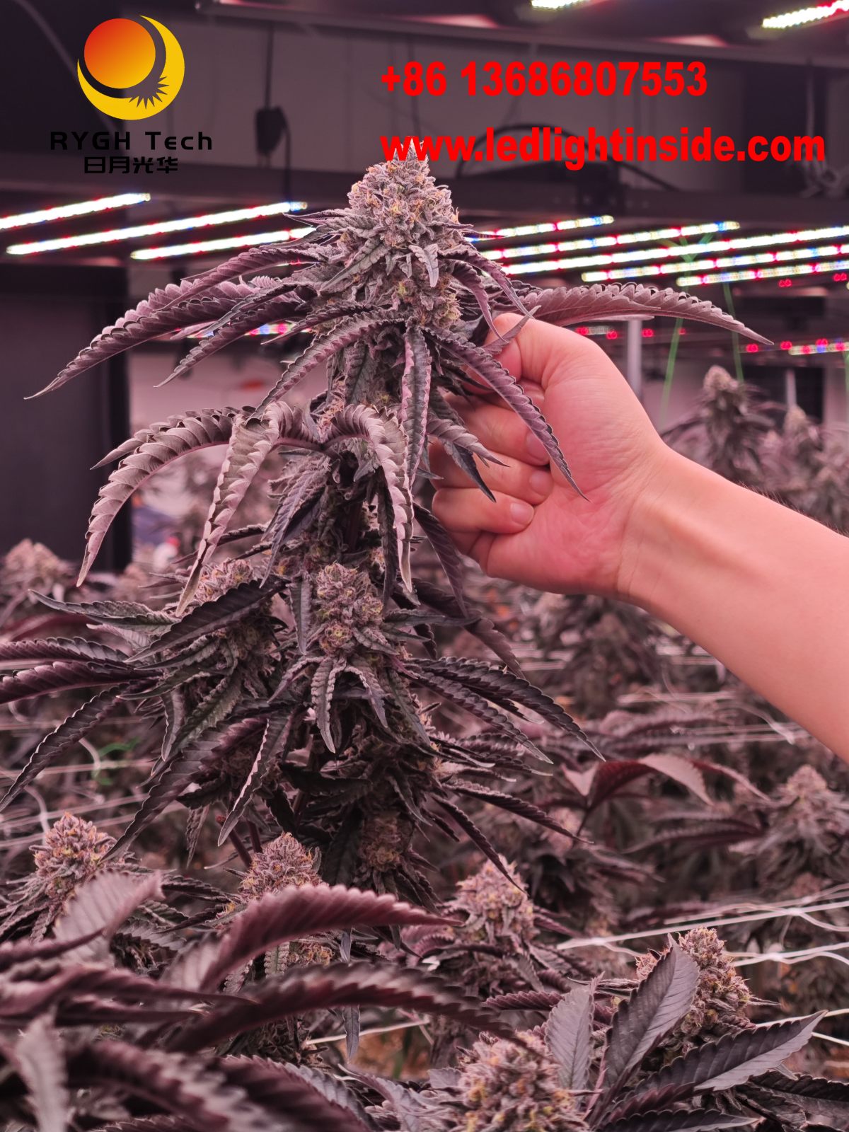 1.8m 10 bars 1100W UV IR LED Grow light 2