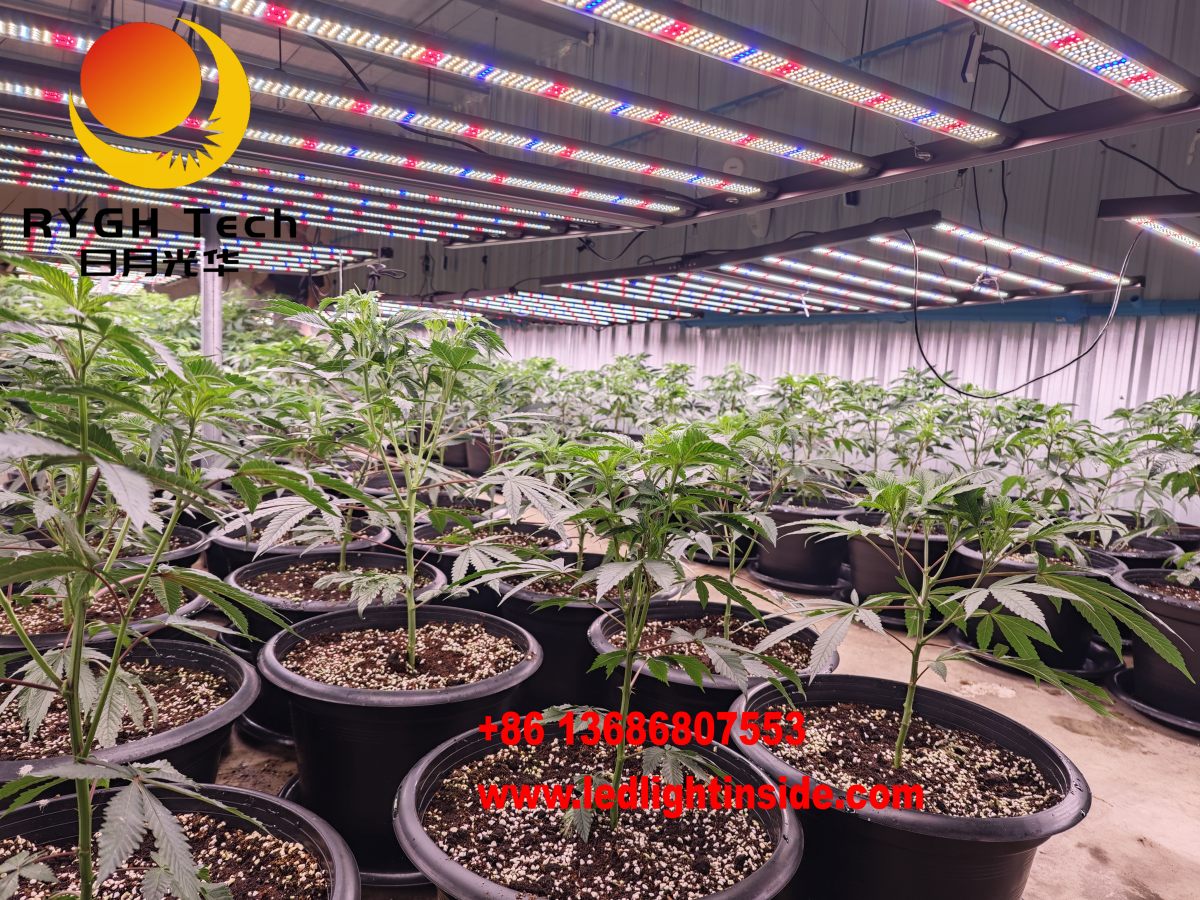 1.8m 1000W Foldable led grow light 7