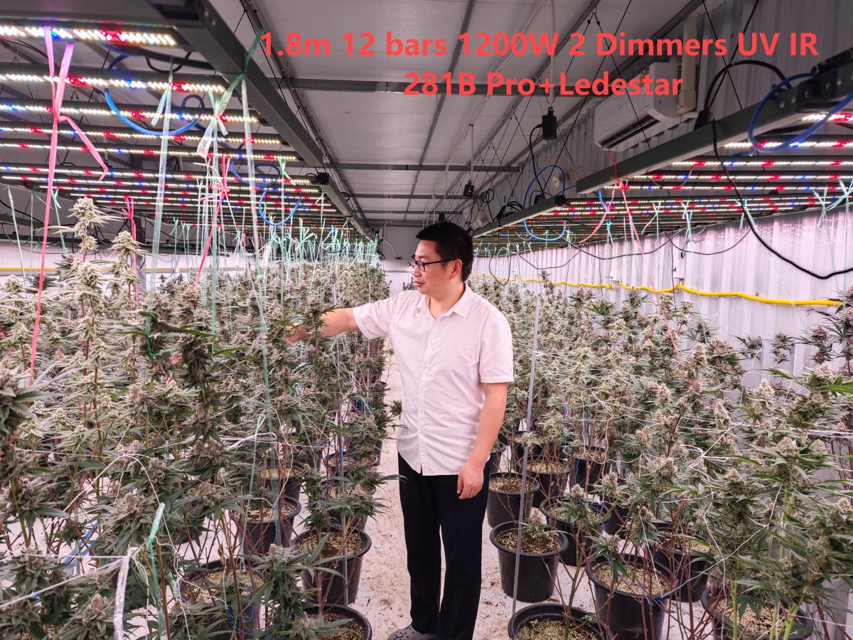 1.8m 12 bars 1200W 2 folds led grow light