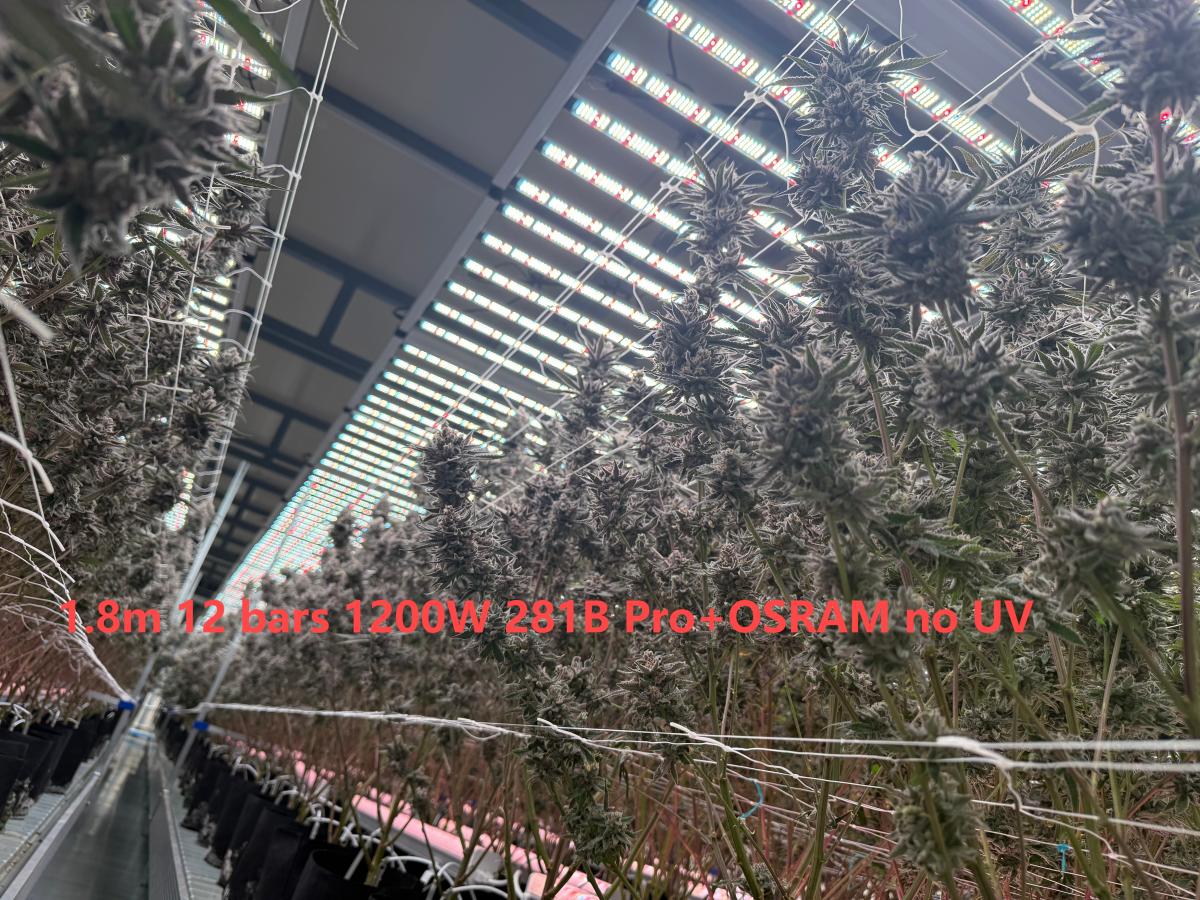 1.8m 1200W 281B Pro + OSRAM no UV 2