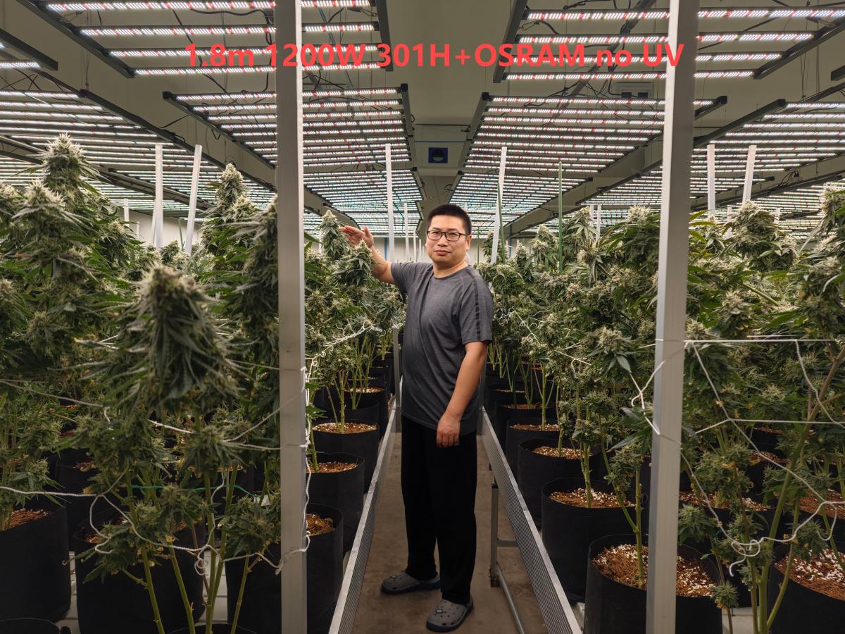 1.8m 1200W 301H+OSRAM no UV