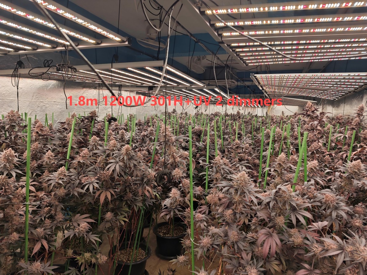 1.8m 1200W 301H+UV 2 dimmers 2