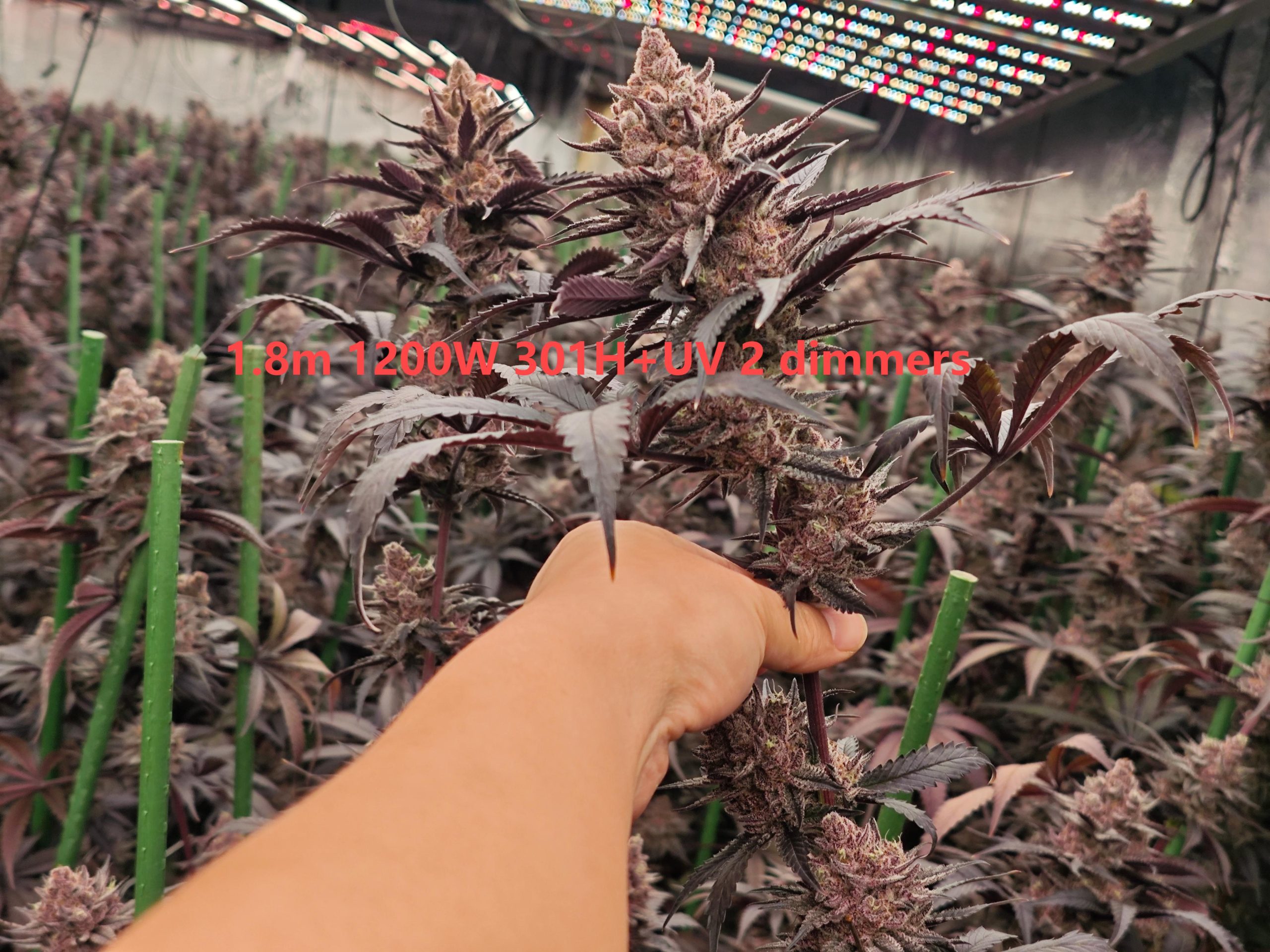 1.8m 1200W 301H+UV 2 dimmers