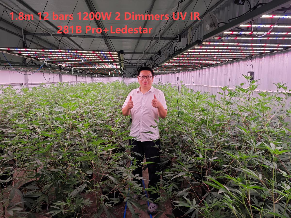 1.8m 1200W LED Grow light UV IR