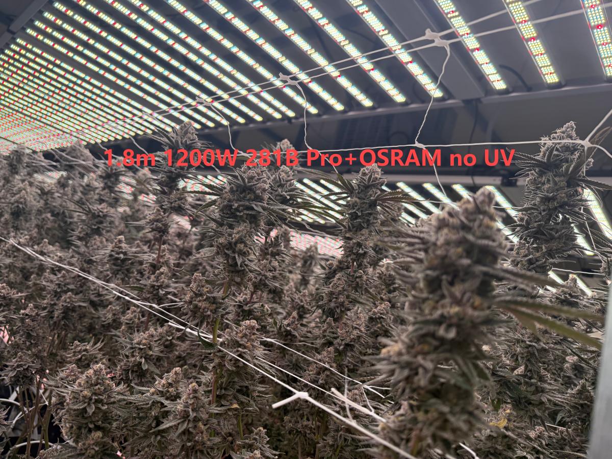 1.8m 1200w 281b pro + osram no UV