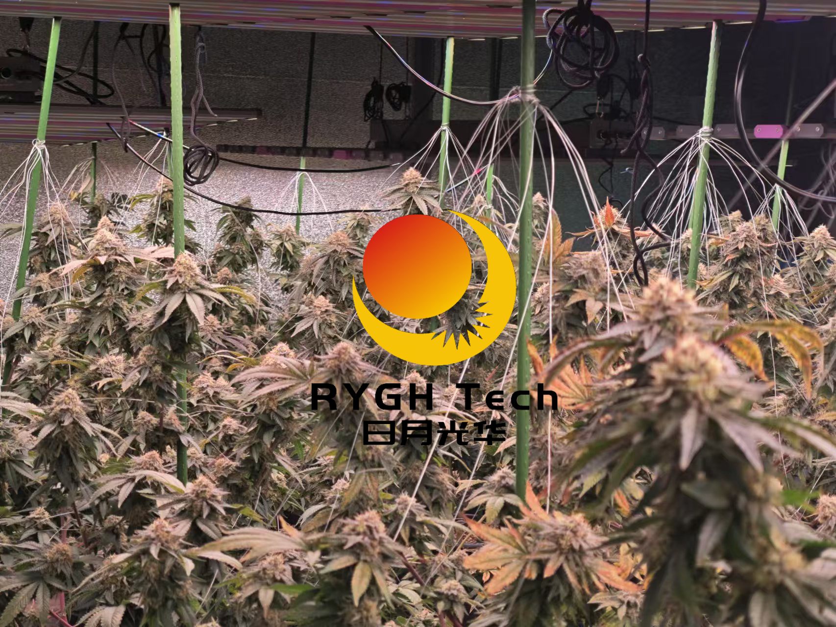 1060W LED Grow Light 1