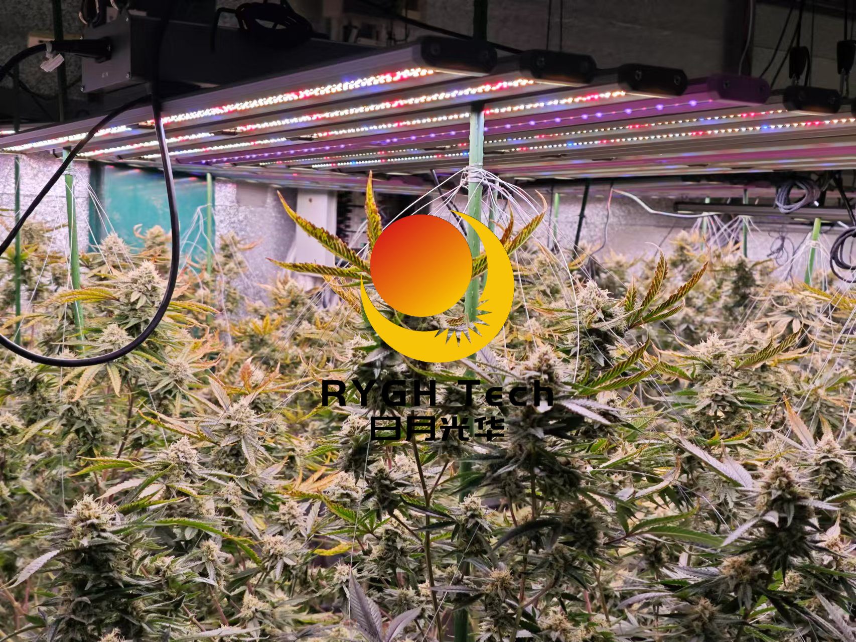 1060W LED Grow Light 7