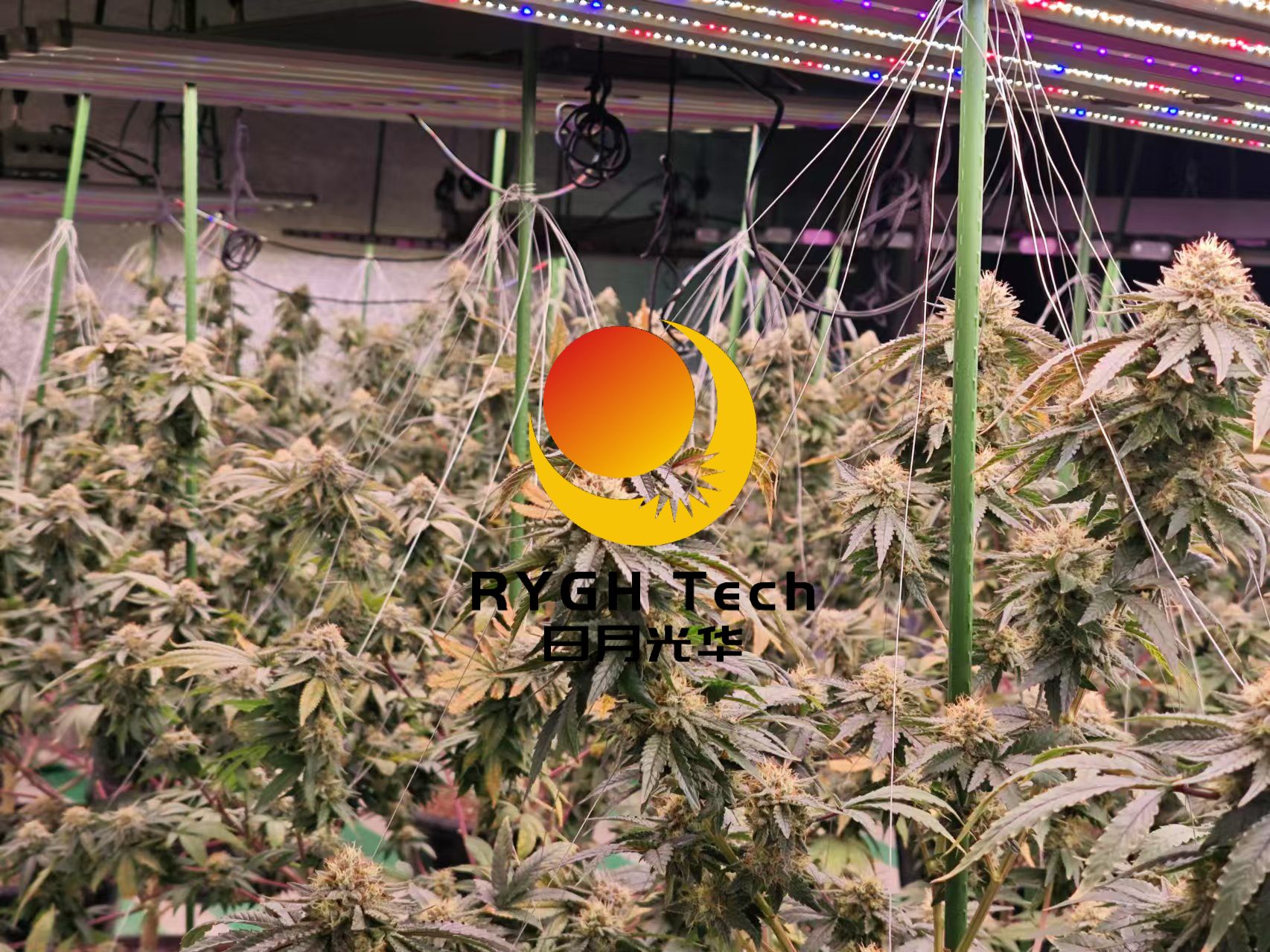 1060W LED Grow light 2