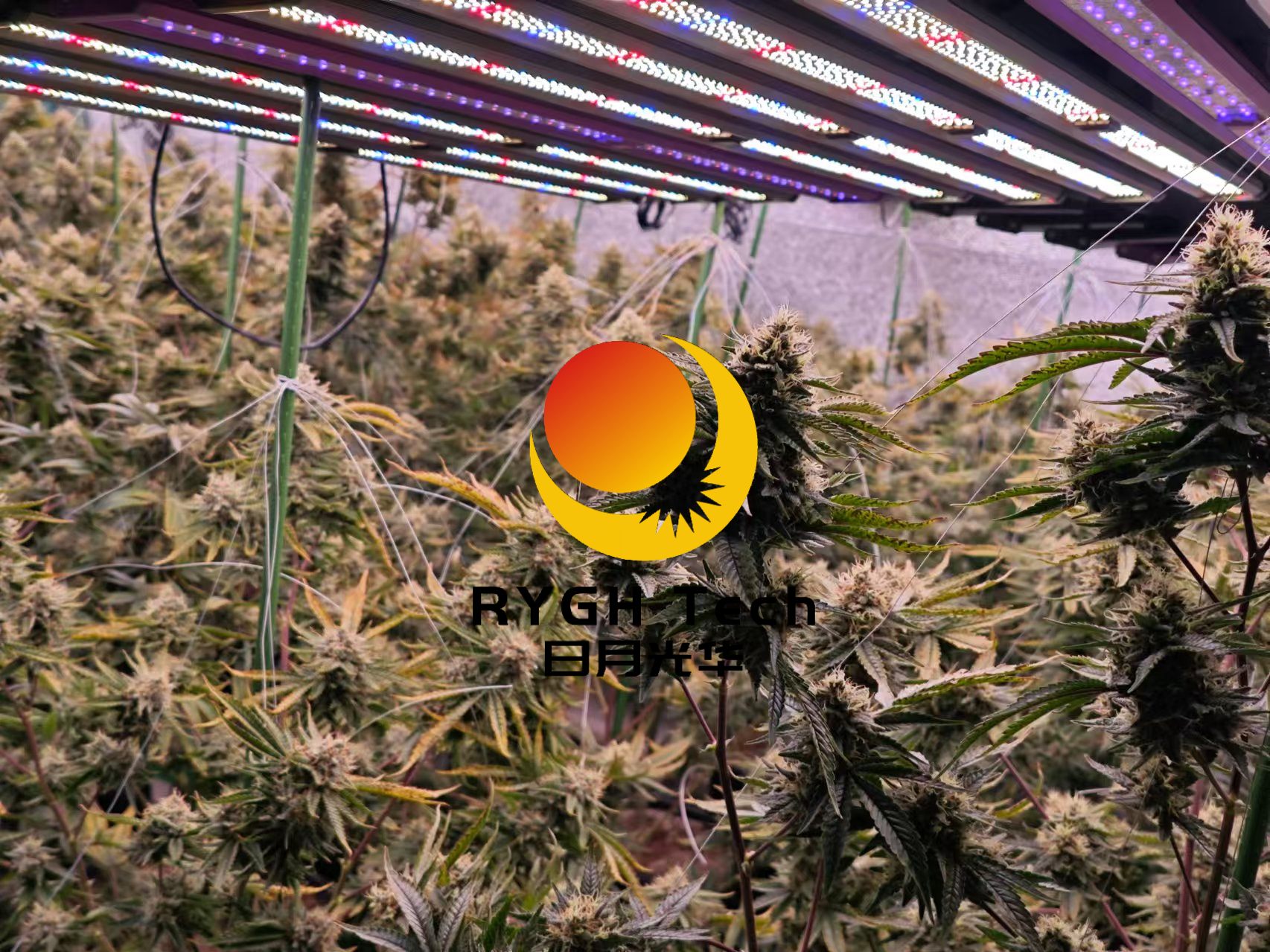 1060w led grow light 6