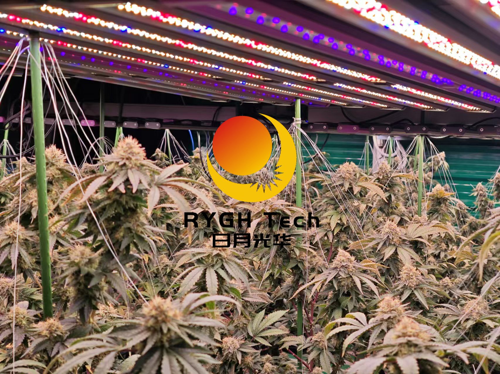 1060w led grwo light 4