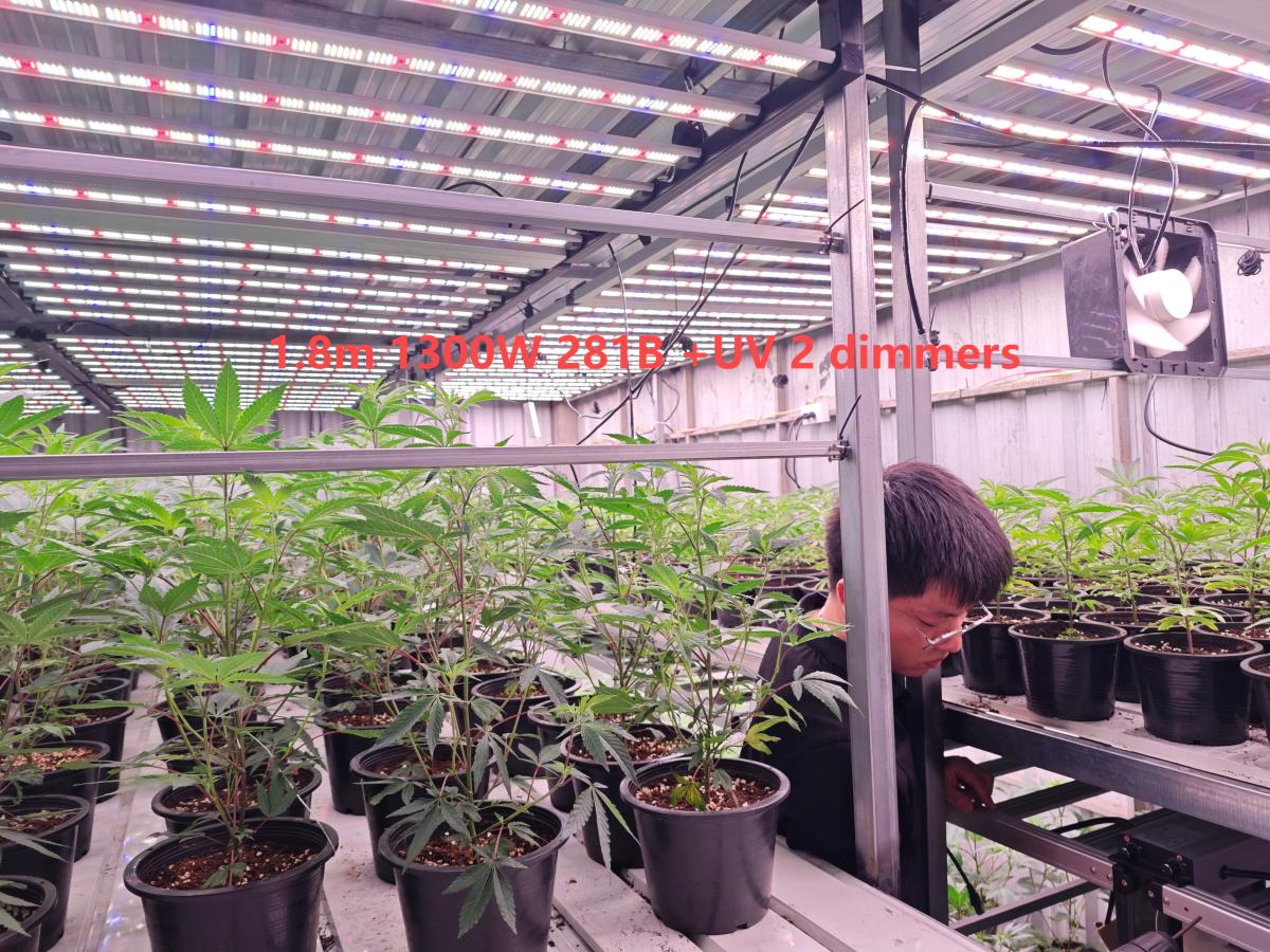 1300W 1.8m 12 bars 281B+Ledestar 2 dimmers