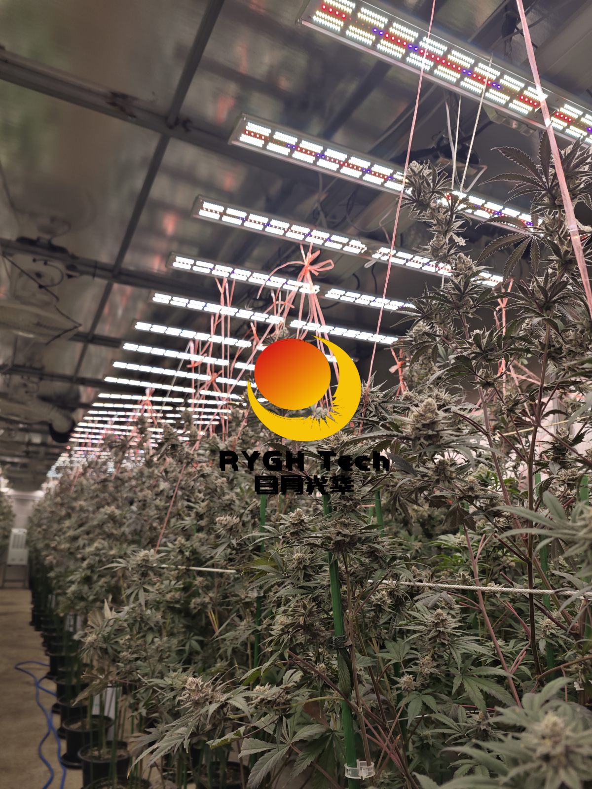 G850 8 bars 850W LED Grow Light 6
